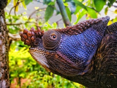 Calumma parsonii parsonii