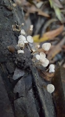 Mycena abramsii