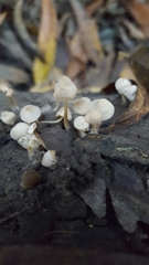 Mycena abramsii