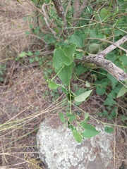 Aristolochia argentina