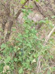 Aristolochia argentina