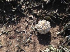 Lycoperdon pulcherrimum
