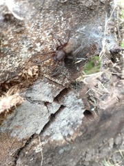 Asthenoctenus borellii