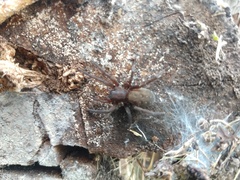 Asthenoctenus borellii