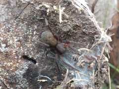 Asthenoctenus borellii