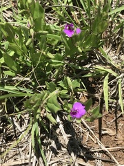 Polygala amatymbica