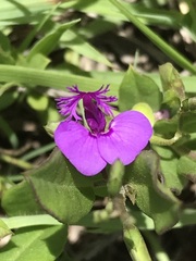 Polygala amatymbica