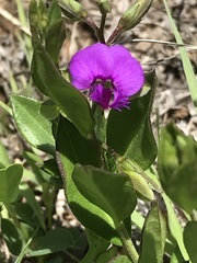 Polygala amatymbica
