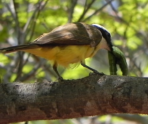 Great Kiskadee, Bosque do Ibama-Sede SCEN - Brasília, DF, 70297-400, Brasil, photo 7 of 10