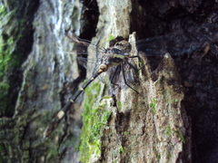 Micrathyria hypodidyma