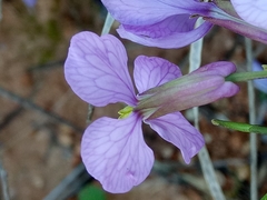 Moricandia suffruticosa image