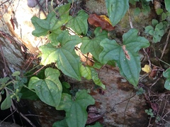 Dioscorea rupicola