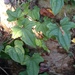 Dioscorea rupicola - Photo (c) Alison Young, algunos derechos reservados (CC BY-NC), subido por Alison Young