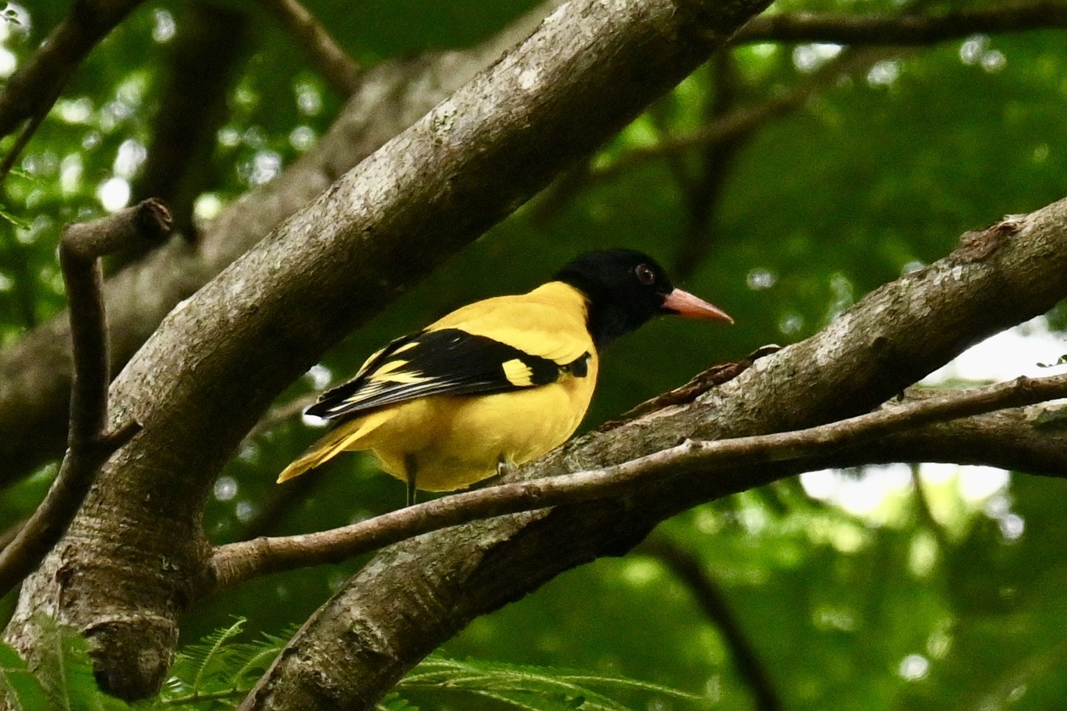 Black-hooded Oriole illustration