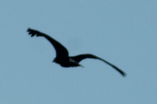 Bald Eagle photographed in Montana