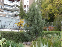 Cupressus dupreziana
