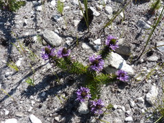 Merciera azurea