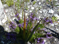 Merciera azurea