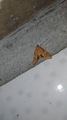 Eoophyla conjunctalis