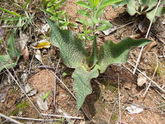 Ledebouria ovatifolia