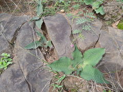 Ledebouria ovatifolia