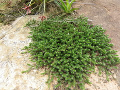 Selaginella dregei
