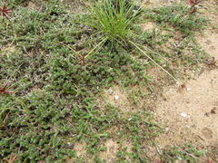 Selaginella dregei