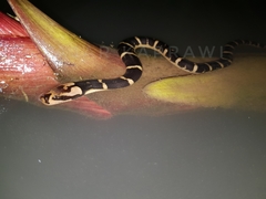 Homalopsis buccata