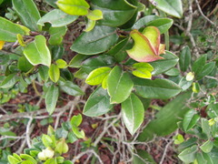 Diospyros scabrida