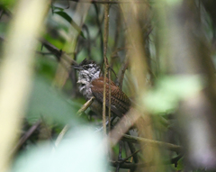 Cantorchilus superciliaris
