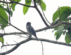 Pachyramphus spodiurus