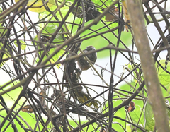 Pheugopedius sclateri
