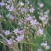 Carolina Sea Lavender - Photo (c) Anita Gould, some rights reserved (CC BY-NC), uploaded by Anita Gould