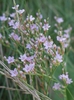 Carolina Sea Lavender - Photo (c) Anita Gould, some rights reserved (CC BY-NC), uploaded by Anita Gould