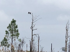 Haliaeetus leucocephalus leucocephalus