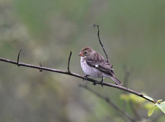 Sporophila telasco