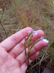 Cynorkis fastigiata image