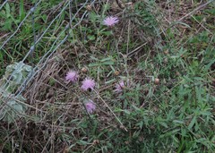 Centaurea deusta
