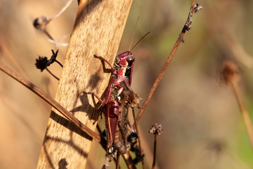 Paroxya atlantica image