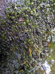 Fissidens rigidulus rigidulus