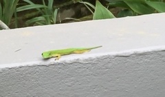 Phelsuma astriata