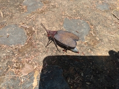 Dictyophorus griseus