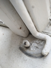 Araneae