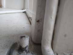 Araneae