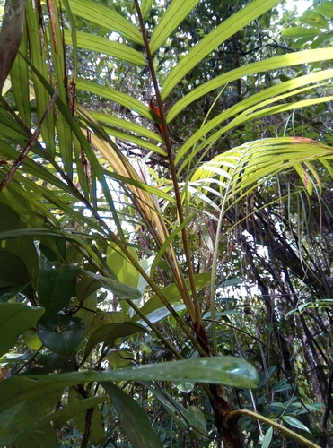 Dypsis boiviniana image