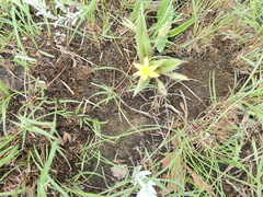 Hypoxis multiceps