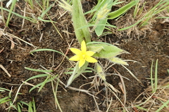 Hypoxis multiceps