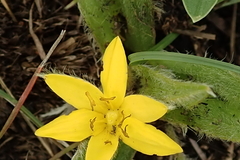 Hypoxis multiceps