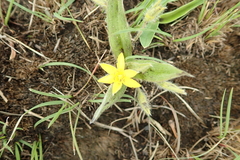 Hypoxis multiceps