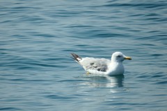 Larus michahellis